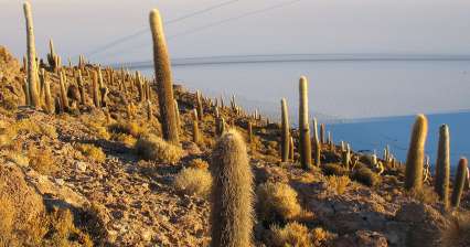 Cactus en Isla Incahuasi