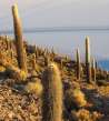 Kaktusy na Isla Incahuasi