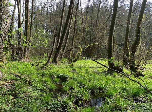 Marsh vegetation 