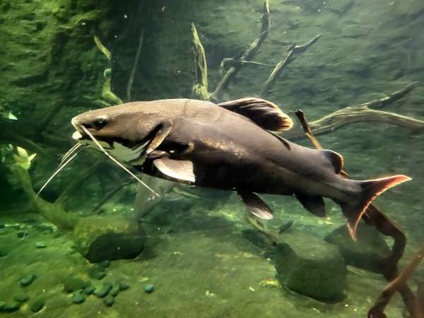 Aquário de peixes grandes