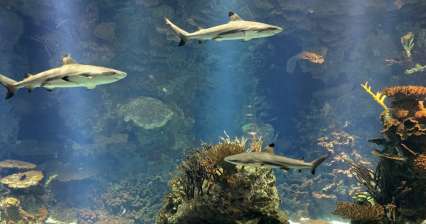 Aquariumtour in Koeweit