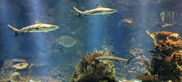 Aquariumtour in Koeweit