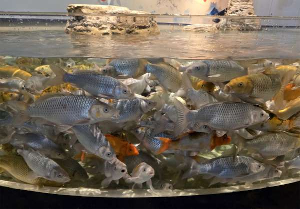 Het eerste aquarium