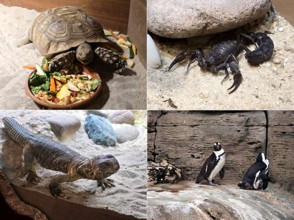 Een kleine dierentuin