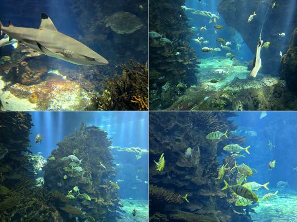 Het grootste aquarium