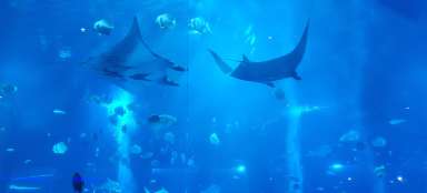 Un recorrido por el acuario de Singapur.