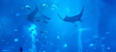 シンガポール水族館ツアー