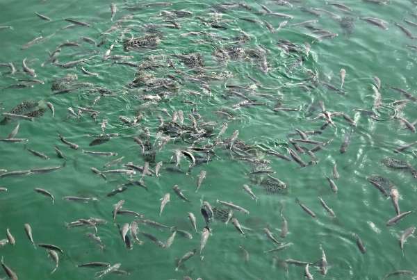 Fish in the harbor