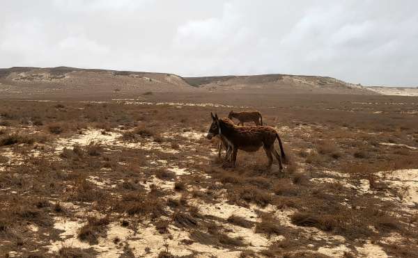 Burros selvagens