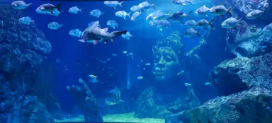 Najpiękniejsze akwaria na świecie