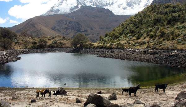 Jezioro Chacllacocha z krowami