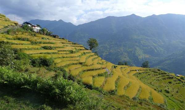 Camino a través de campos de arroz