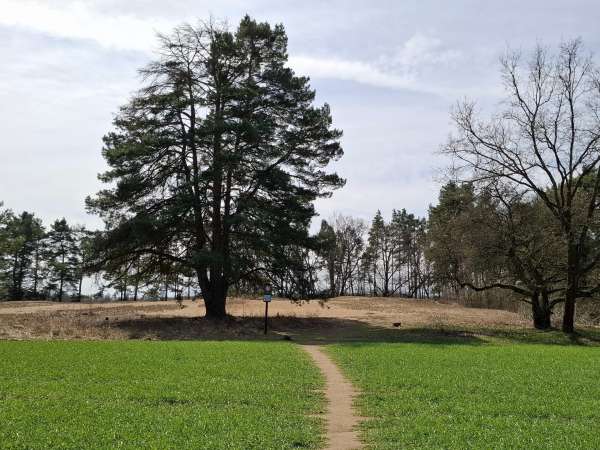 Písečný přesyp u Vlkova (Česká Sahara)