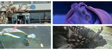 Aquarium van Heraklion