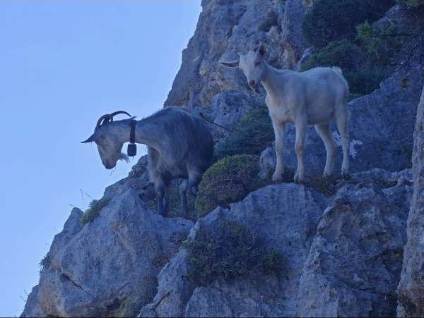 Las cabras omnipresentes
