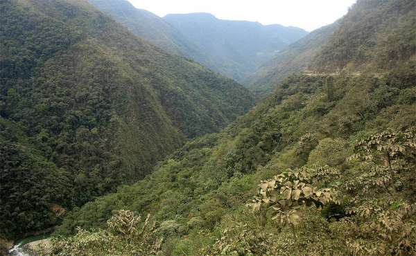 Canyon overgrown with jungle 