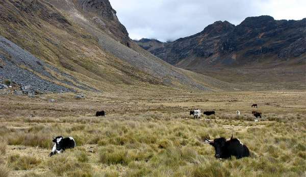 Bofedales v údolí Mayobamba