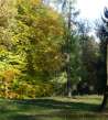Arboreto da Bucovina