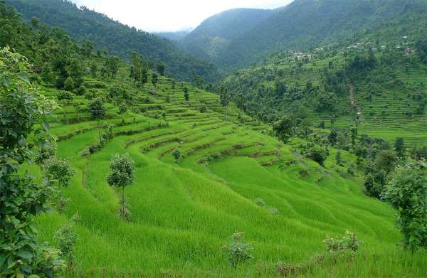 Straße durch Reisfelder