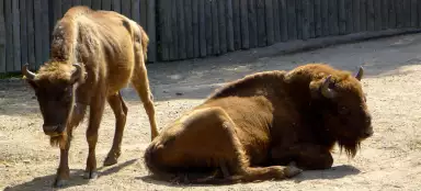 Prague ZOO