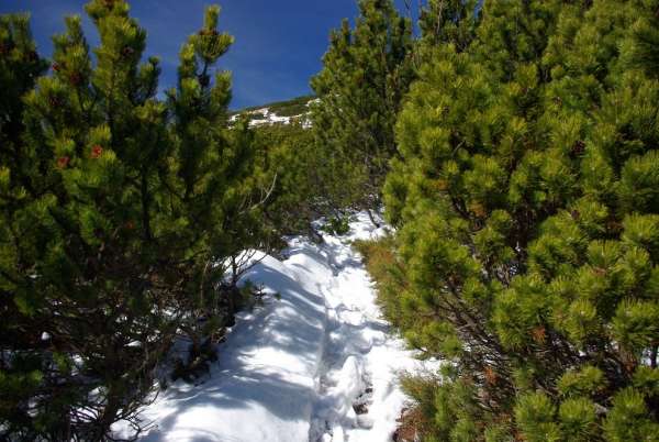 The way through scrub pines to the top