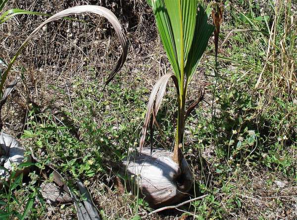 Zarodek palmy kokosowej