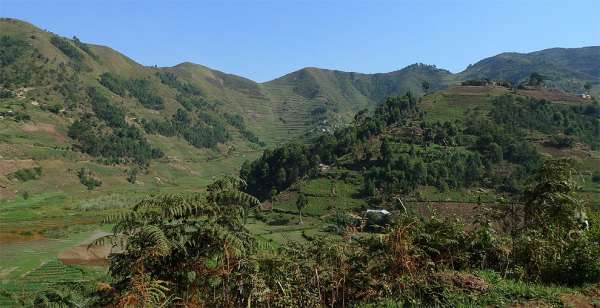 Resti della foresta