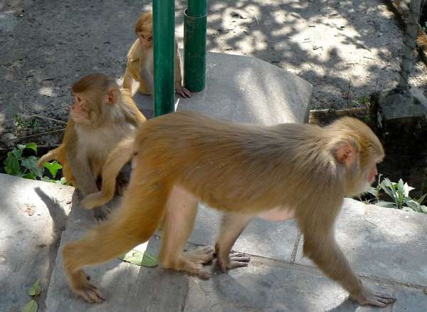 Macaques