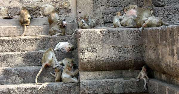 Opičí chrám
