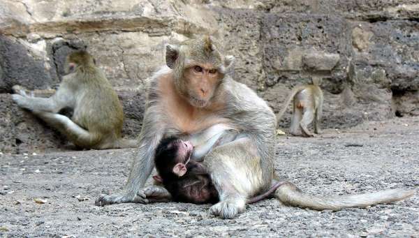 Macaco amor maternal
