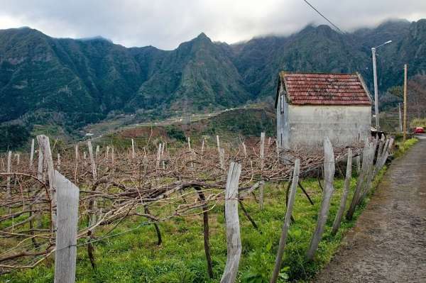 Vineyards and mountains of Madeira