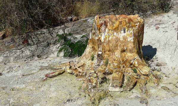 Petrified tree stump