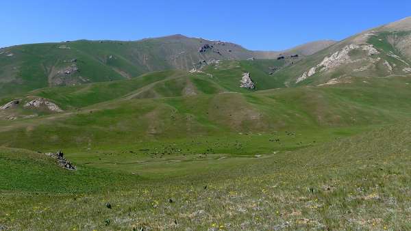 Una valle piena di armenti