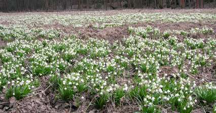 Spring Snowflakes near Přibyl