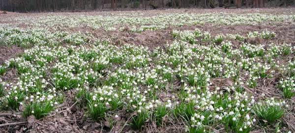 Spring Snowflakes near Přibyl: Hiking