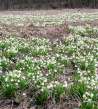 Spring Snowflakes near Přibyl