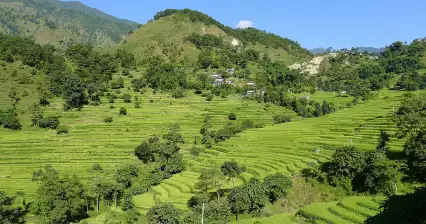 Rice fields at Bahundanda