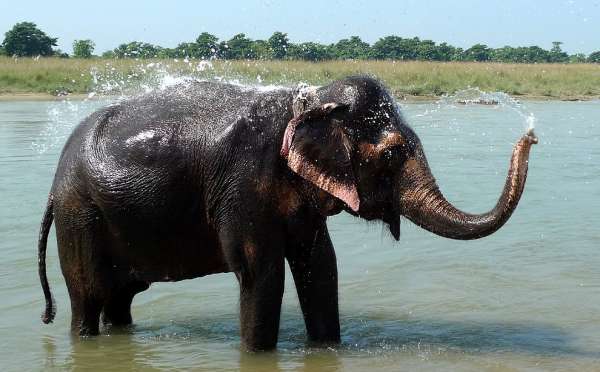 Słonie w kąpieliskach