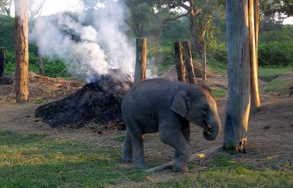 Fattoria di elefanti