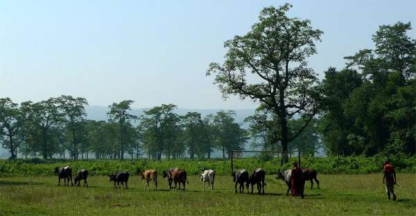 Chov dobytka v okolí Sauraha