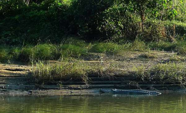 Gavial a Chitwan