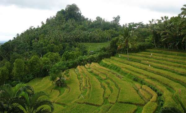 Terraços de arroz em Bali
