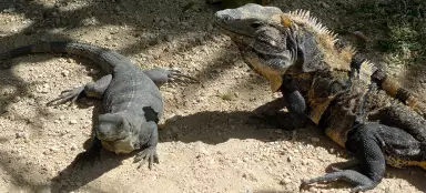 Schwarze Leguane in Tulum
