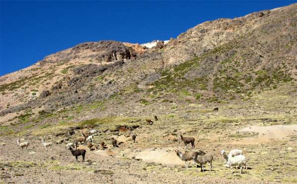 The first llamas in the Carhuasanta valley