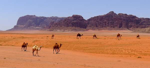 Trip to the desert of Wadi Rum: Transport