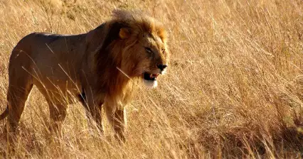 Safari in Masai Mara
