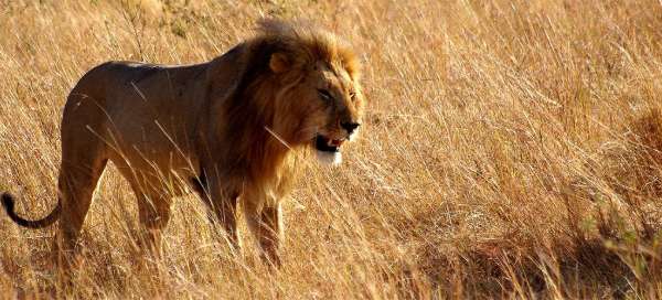 Safari in Masai Mara: Accommodations