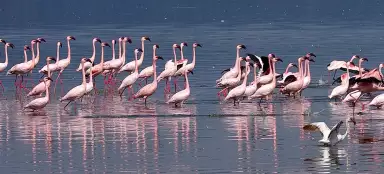 Safari okolo jezera Nakuru