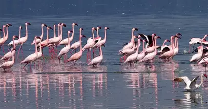 Safari around Lake Nakuru