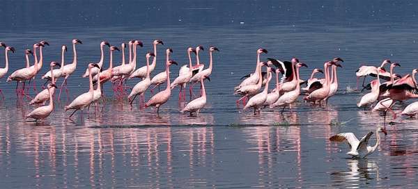 Safari around Lake Nakuru: Weather and season